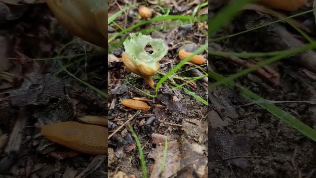 wet and wild #slug #slugs #mushroom #mycology #mushrooms #fungi #fungus #amazing