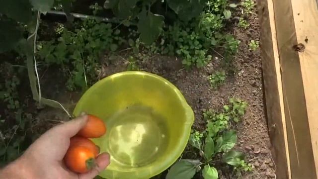 ? Томат Пламя F1| Старый друг лучше новых двух! смотреть онлайн