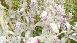 Lamb's-ears - Stachys byzantina - Lambseyra - Garðplöntur - Hærð laufblöð - Sumarblóm