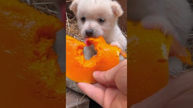 Dog eats pumpkin #cutepet #dog