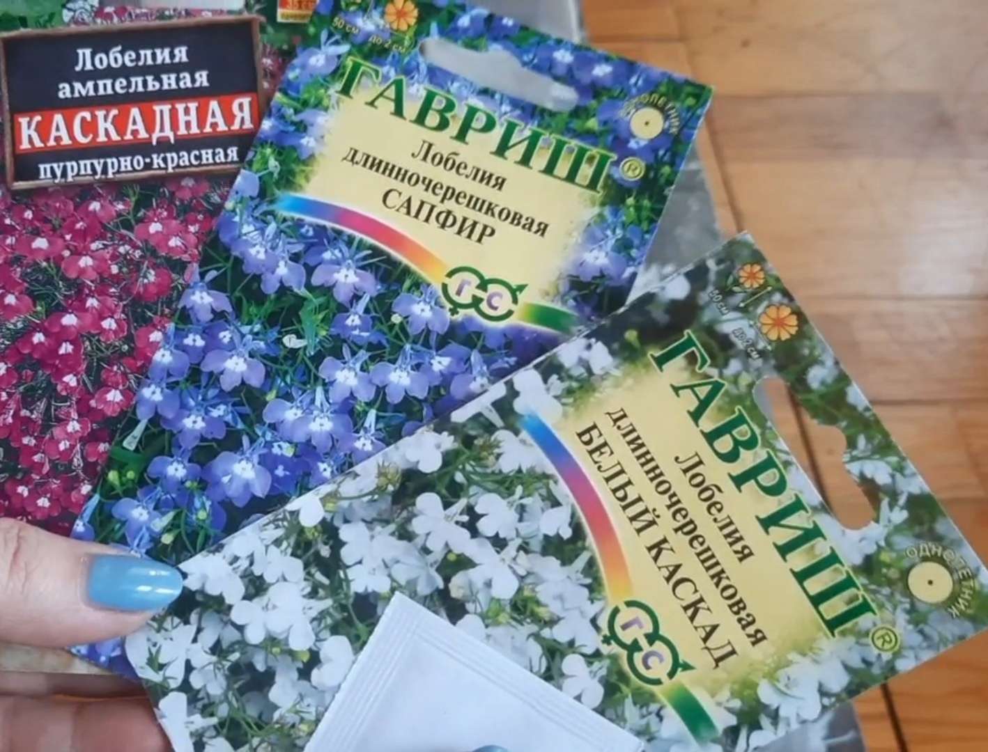 Лобелия, мой способ посева семян.