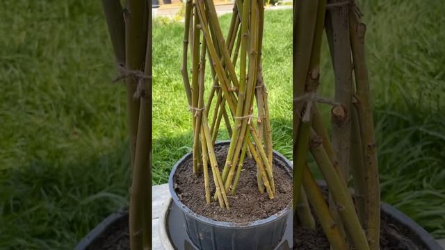 Эксперимент. Плетеная ива. #плетенаяива #сад #ива #плакучаяива #плетемдерево смотреть онлайн