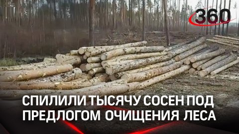 «Чёрные лесорубы» спилили тысячу сосен под предлогом очищения леса