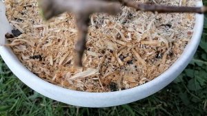 ОБРЕЗАЮ ГОРТЕНЗИЮ ПАСТЕЛЬ ГРИН