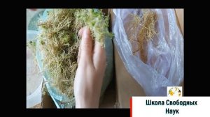 Мхи лекция . 5 класс биология.Кукушкин лен и сфагнум