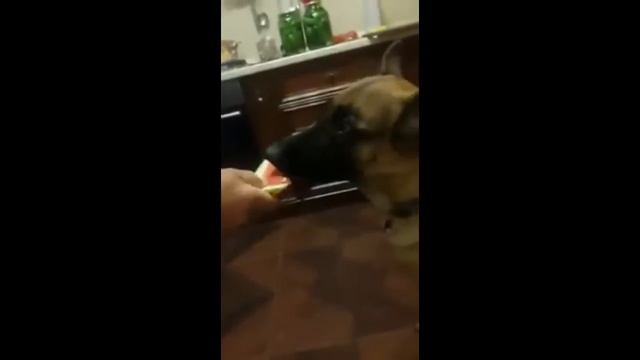 Штази немецкая овчарка смотреть онлайн