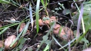 Опасный гриб-свинушка тонкая.