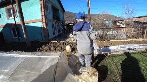 Всходы семян Ялтинского лука