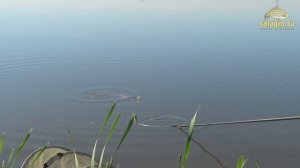 Ловля крупного карася на пруду фидером. МОРДАТЫЕ карасищи!!! [salapinru]