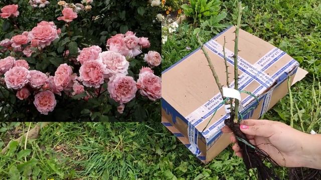 Обзор посылки с розами из питомника "Скайн" смотреть онлайн