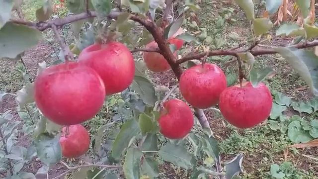 Яблоня сорт зимний Джонаголд Эксель 2000 (Apple Dzhonagold XL 2000) смотреть онлайн