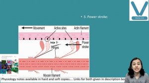 Muscle excitability :