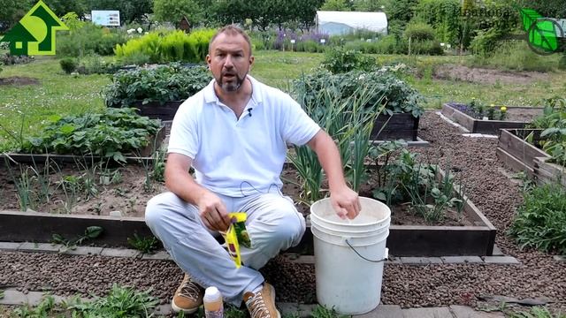 ПОДКОРМКА ЧЕСНОКА НА КРУПНУЮ ГОЛОВКУ ПОСЛЕ УДАЛЕНИЯ СТРЕЛКИ. Чеснок будет крепкий, лежкий, вкусный.
