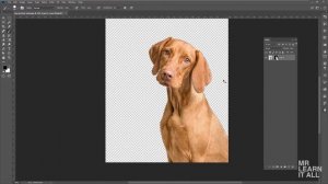 How To Remove The Background in Photoshop Using The Magic Wand Tool