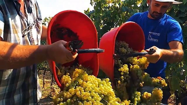 Завод по переработке ананаса - Ананасовый сок, консервированный ананас смотреть онлайн