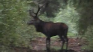 Охота на оленя на реву с подхода.