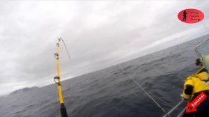 Морская рыбалка на треску и палтуса на Севере Норвегии 2018 | поймали здоровую треску!