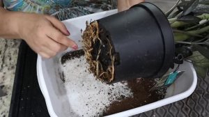 Repotting New Plants - Trending Tropicals Plants