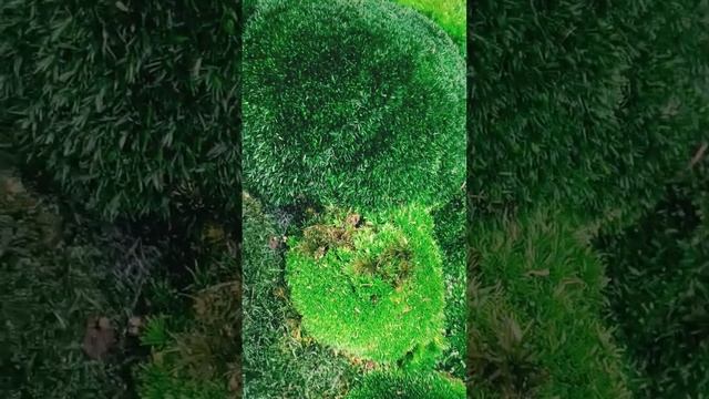Картина из мхов 50*140 см #декор #мох #панно #картина