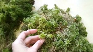 живой мох сфагнум