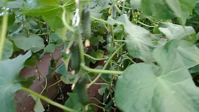 Выращивание огурцов (2й оборот) День 48 смотреть онлайн