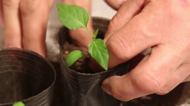 Рассада вытянулась - рассада перца и помидор перерасла, что делать смотреть онлайн