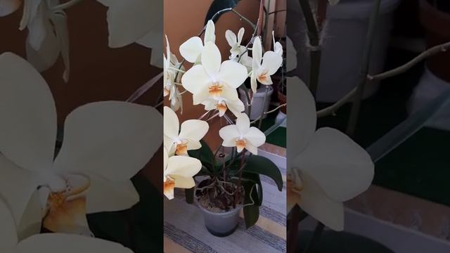 ОРХИДЕЯ ?Характеристики сорта #фаленопсис -YARA BRIGHT.  08.02.2021 #орхидеи #обзор