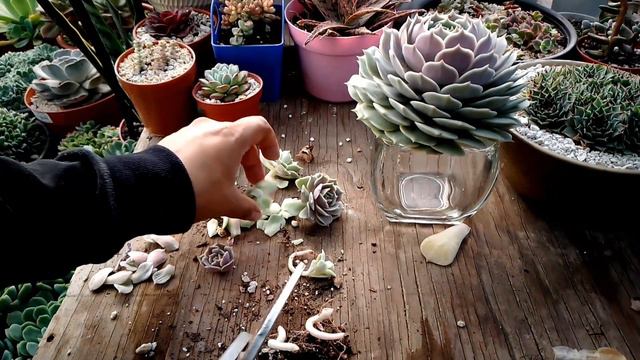 polillas comen mi lola... #flowers #garden #plantas #jardin #mexico #flores #suculentas #echeveria смотреть онлайн