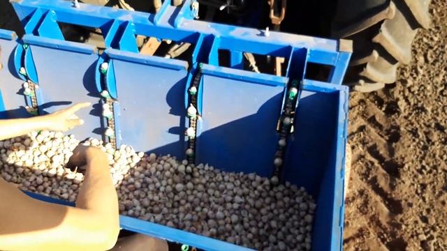 Посадка однозубки чеснока сорт "Любаша"  чесноктула.рф