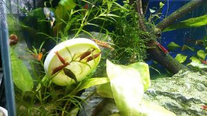 Кормление креветок кабачком