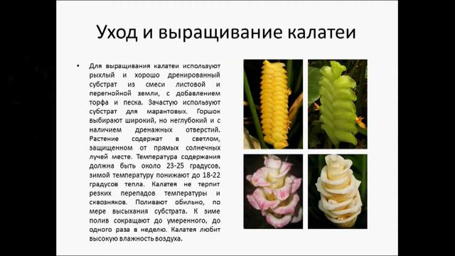 КАЛАТЕЯ