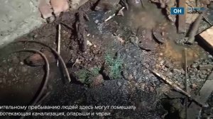 Опарыши, черви и фекалии: как в Орле приготовили убежище