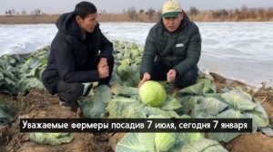 Обзор капусты Бригадир от компании Clause январь 2021 год