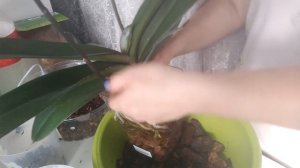 Пересадка орхидеи Моушен (Mountion).