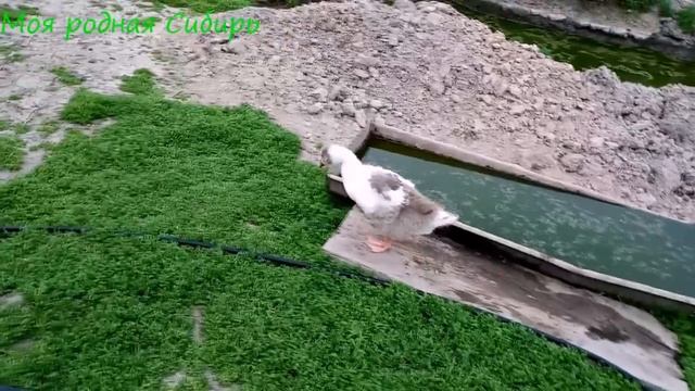 Что и как растет у нас в огороде. Были в лесу видели красивых коней. смотреть онлайн