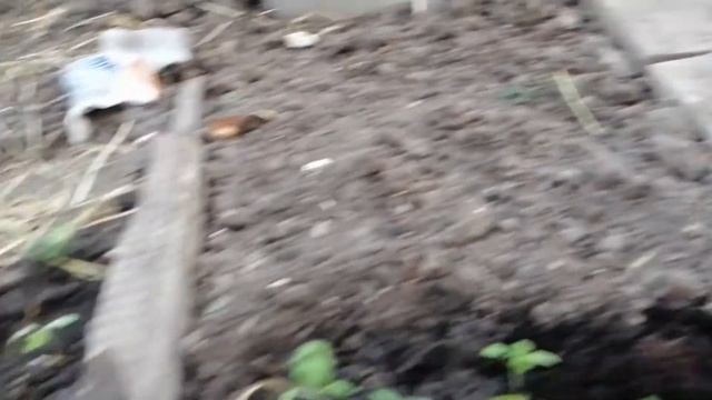 Лучшие сорта томатов 2020 высадка в теплице в марте смотреть онлайн