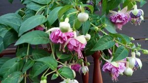 Фуксия Lenny Erwin. Обзор сорта