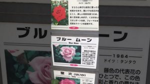 The Red Queen roses❤️