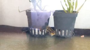 брачные игры пельвикахромис пульхер. самки соперничают! Будет ли нерест?