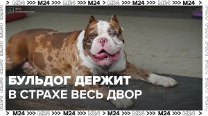 Бульдог нападает на собак и людей — Москва 24 | Контент