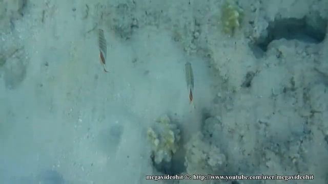 Panasonic Lumix DMC-FT2. Красноспинная рыба бабочка Chaetodon paucifasciatus смотреть онлайн