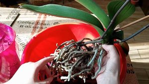 Фузариоз у орхидеи фаленопсис. Причины появления. Лечение. Часть 1