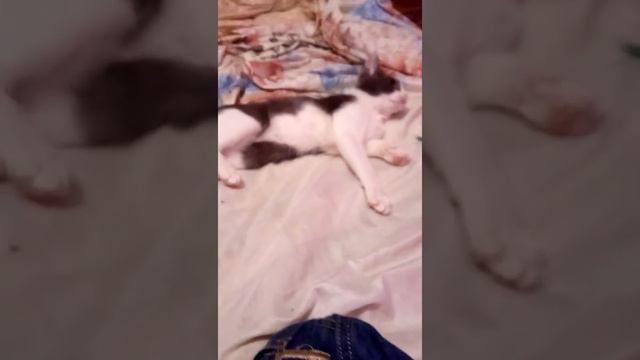 Май диг (кошка) смотреть онлайн