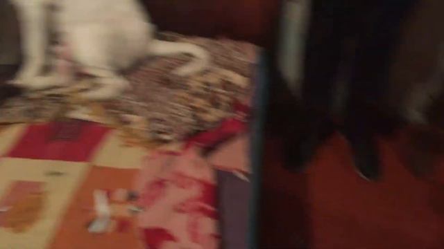 Щенки американского бульдога смотреть онлайн