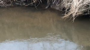 Язь поднимается. На нерест.