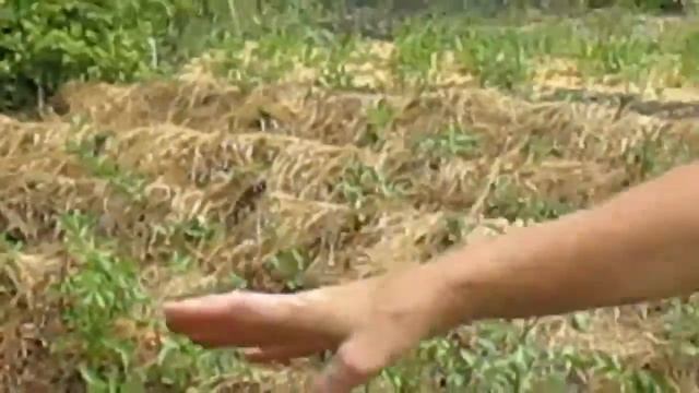 Как посадить картофель? #Картофель в гребнях под сеном. смотреть онлайн