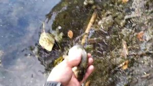 Снова карась на червя и манку с чесноком на кротовском озере
