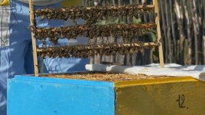 Интересный способ проверки заклещёванности пчёл