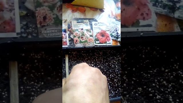 Посев питунии из семян в домашних условиях#ампельная петуния смотреть онлайн