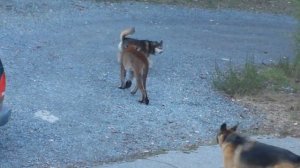 Hungry Cougar vs brave dogs, Highlands, Victoria